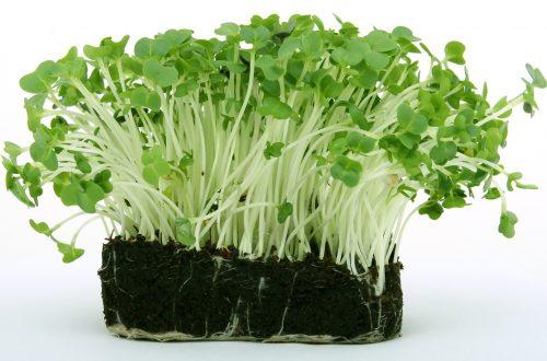 Bild von Shutterbug75 auf Pixabay