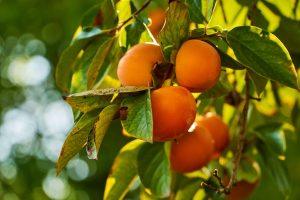 persimmons, persimmon tree, kaki fruit